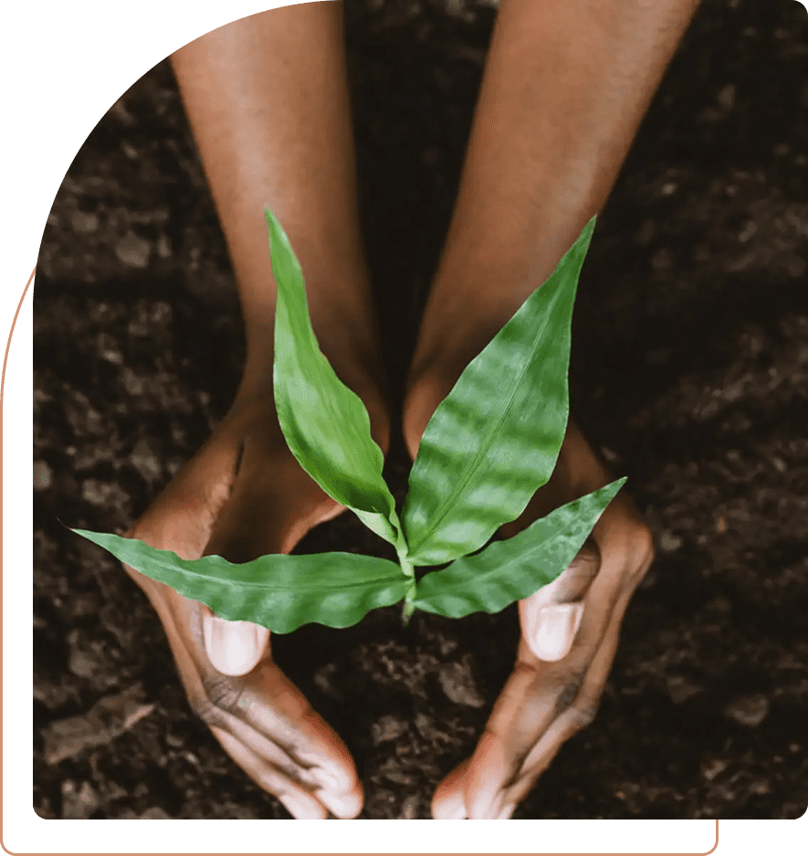 Hands nurturing a young green plant in soil.
