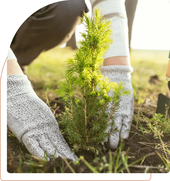 Hands planting a small tree seedling outdoors with gardening gloves.